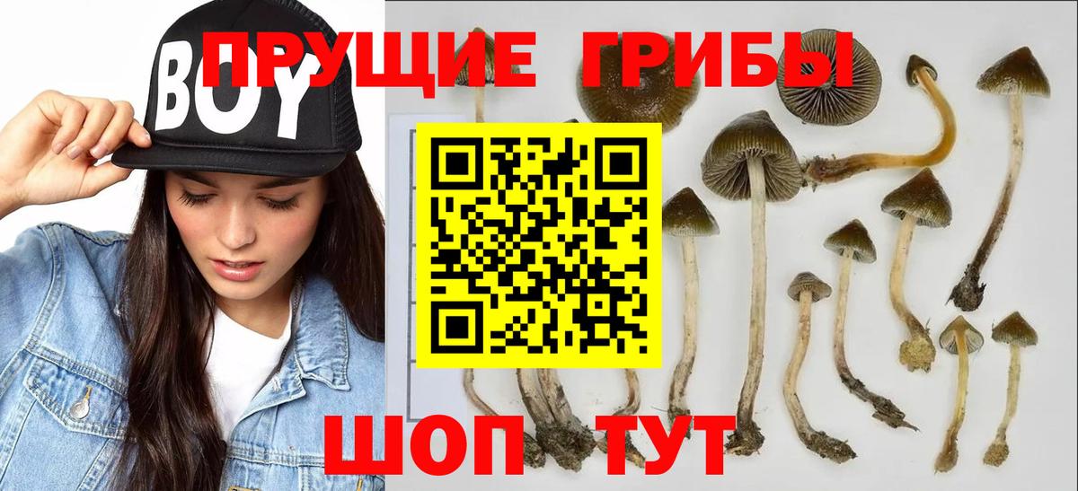 Звенигород  Галлюциногенные грибы Psilocybe  Вход с VPN 